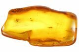 Detailed Fossil Fly (Diptera) In Baltic Amber #87053-1